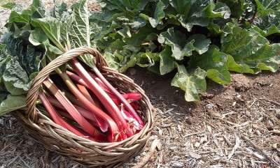 What Makes Rhubarb Unique: Uses, Benefits, Side Effects, and More