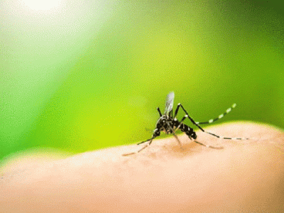 These  foods  help to prevent or recover from mosquito-borne disease Dengue