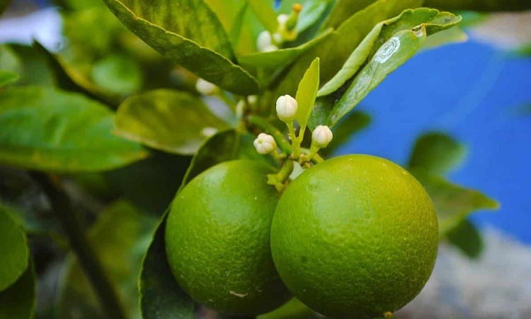From Stress Relief to Glowing Skin: Know Lemon Leaves' Health Boost