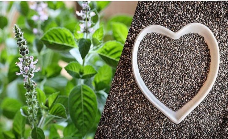 Tulsi seeds are beneficial for health