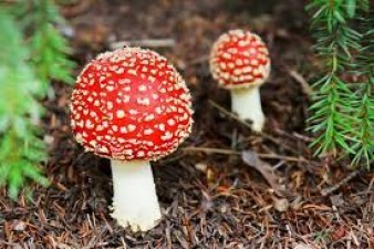 This mushroom is so poisonous, you will die just by eating a little bit!
