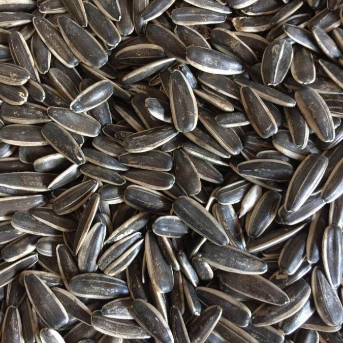 Sunflower seeds are useful for reducing weight, Know magical benefits