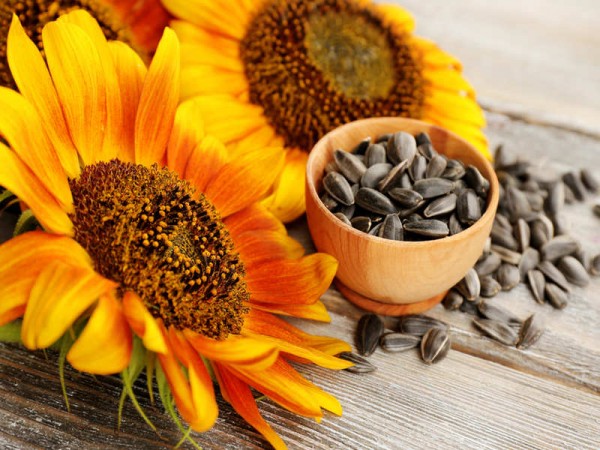 Sunflower seeds are useful for reducing weight, Know magical benefits