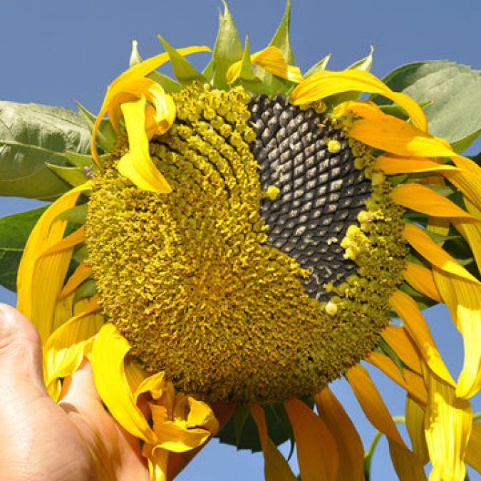 Sunflower seeds are useful for reducing weight, Know magical benefits