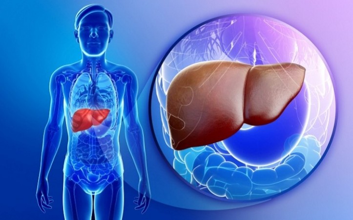 During fasting, the liver and immune cells communicate: New study