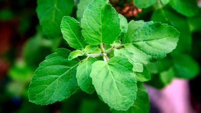 Add Basil Leave (Tulsi)  in your diet to control high blood sugar: Study
