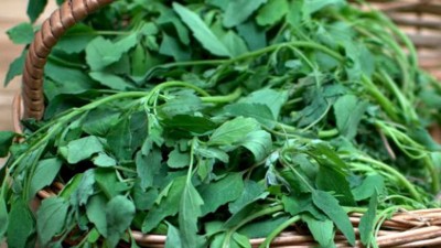 Know the health benefits of eating Bathua