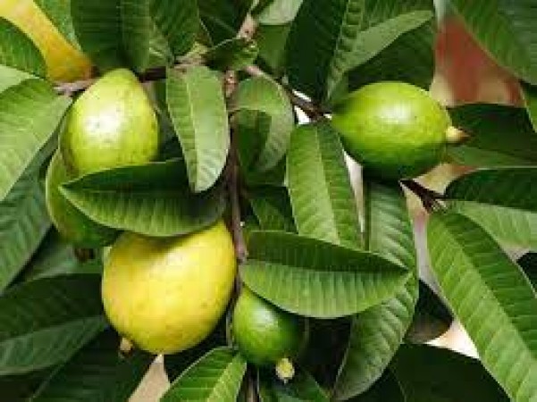 Along with guava, its leaves are also very beneficial