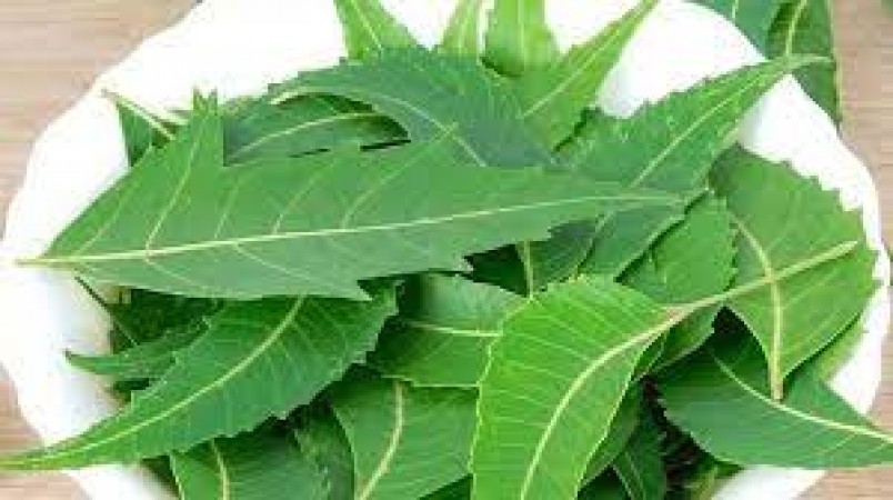 Neem Leaves: Nature's Multivitamin with a Potent Punch of Vitamin C and Vitamin A