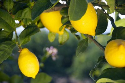 To stay healthy take a lemon every day