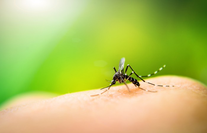 मलेरिया परजीवी में नए उत्परिवर्तन ने दवा प्रतिरोध को बढ़ाया