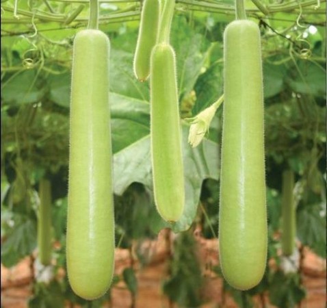 Benefits of bottle gourd: You start throwing tantrums as soon as you see bottle gourd, but do you know its 4 benefits?