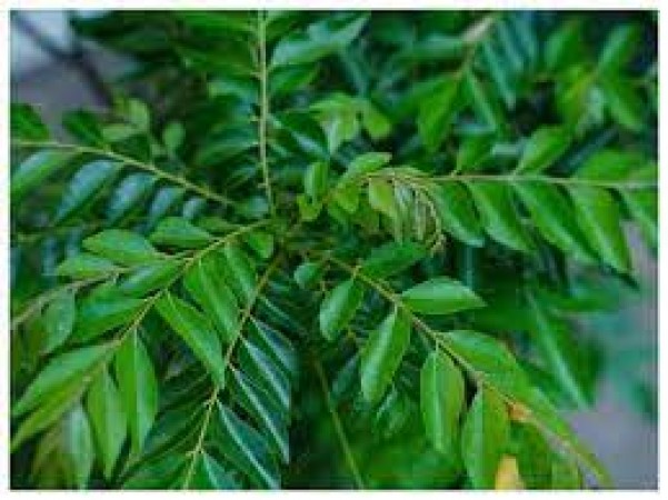 Curry leaves are very useful, grow them easily in a pot at home like this