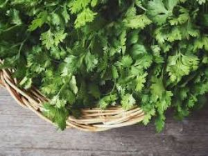 News On Coriander Leaves For Health Benefits In Hindi All Latest Updates On Coriander Leaves For Health Benefits In Hindi News Track English Newstrack