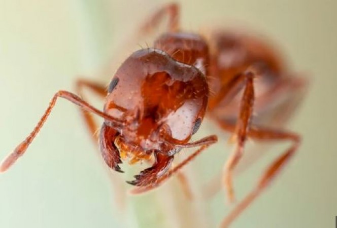 Do you also feel pain like ants biting throughout the day? If yes, then these 5 diseases can occur