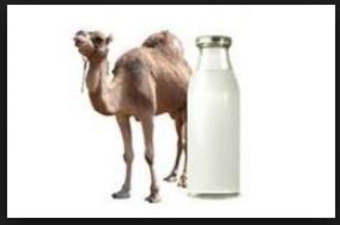 Camel milk uses for therapeutic purposes