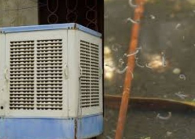 Ensure Dengue Mosquitoes Don't Breed in Your Cooler: Key Points to Remember