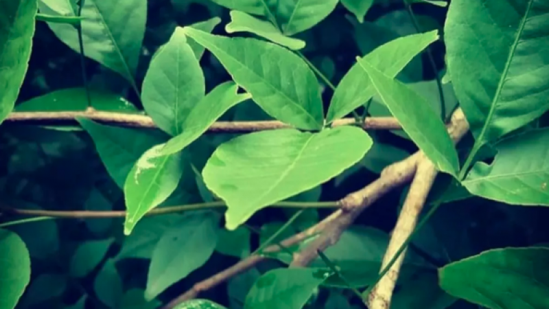 Bael Patra Benefits: From diabetes to stomach problems, 'Mahadev''s beloved Baelpatra