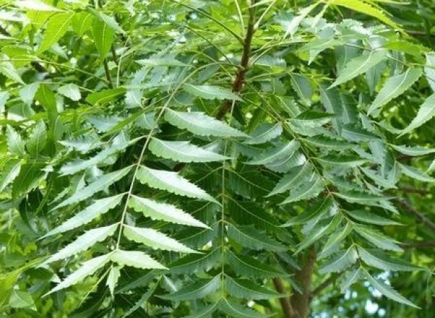 The Incredible Benefits of Neem: Nature's Healing Gift
