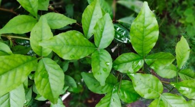 The Amazing Benefits of Bel Patra Leaves: Nature's Gift for Health and Wellness