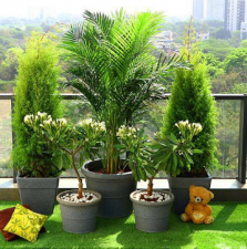 Ways to keep your home garden healthy