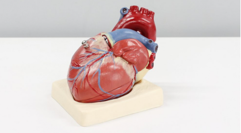 Major Breakthrough for the Fabrication of the Human Heart