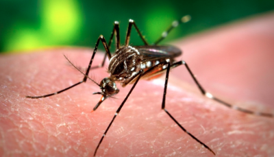 Dengue Precautions: If you adopt these habits, you will not fall into the grip of dengue