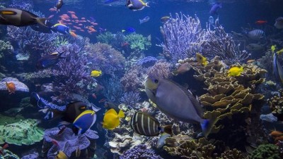 The Impact of Climate Change on Ocean Health and Marine Ecosystems