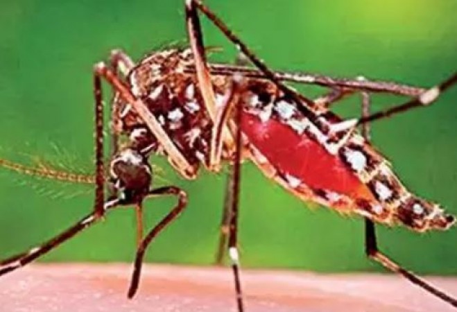 Beware of These Menaces: Exploring Lesser-Known Mosquito-Transmitted Diseases