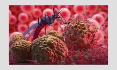 Understanding Malaria: Causes, Symptoms, Treatment, and Prevention Measures