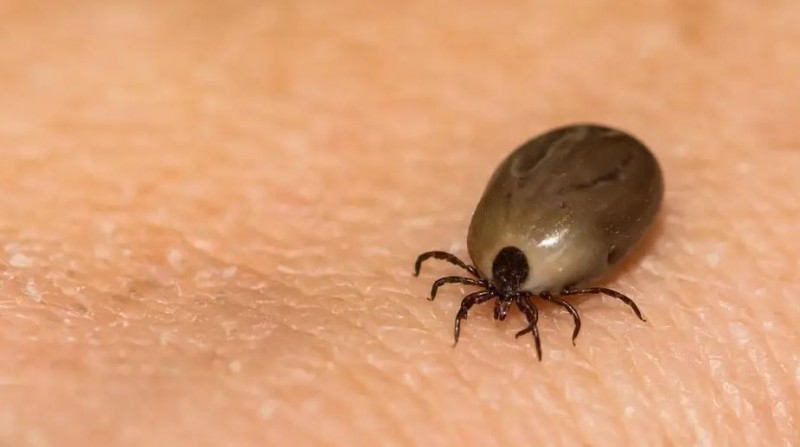 Tick-Borne Illnesses: Lyme Disease and Co-infections