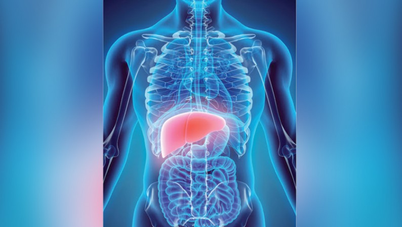 The Liver: An Amazing Organ with Regenerative Powers