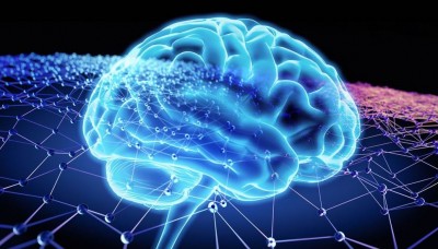 The Human Brain: An Energy-Hungry Marvel