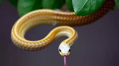 World Snake Day: Understanding India's Challenge with Snake-Bite Fatalities