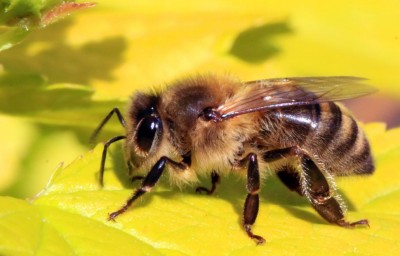 Bee Venom Therapy: Using Bee Stings to Treat Certain Medical Conditions and Alleviate Symptoms