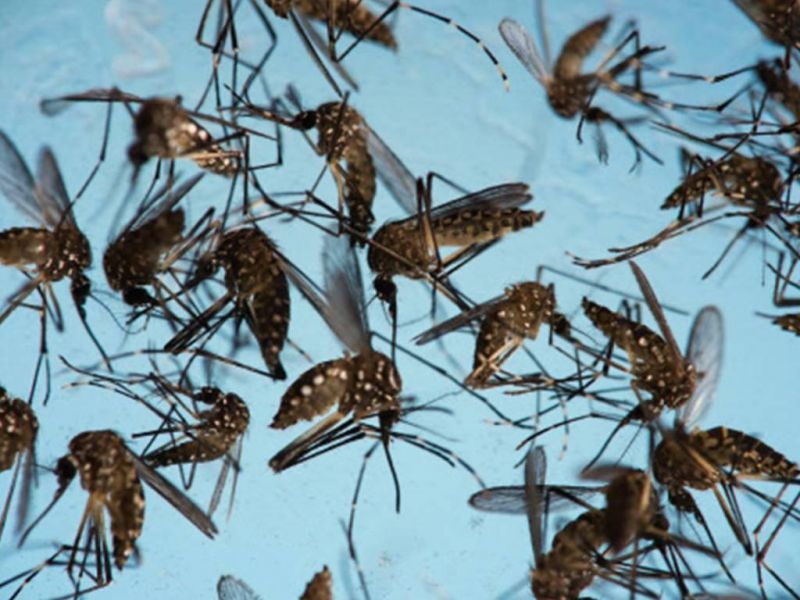 3 suspected cases of dengue reported: Shahjahanpur