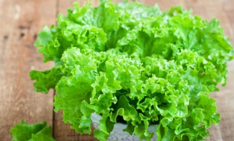Know the 10 Health Benefits of Eating Lettuce