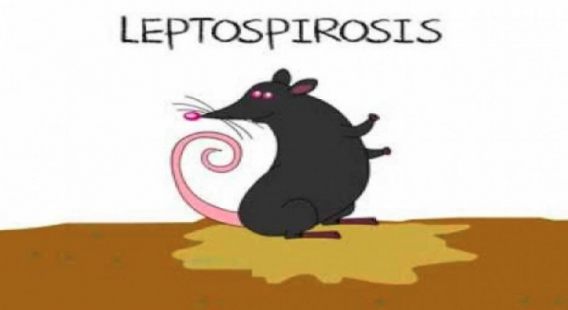 What is Leptospirosis, whose cases are increasing rapidly in Mumbai?