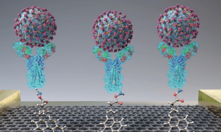 Efficient COVID-19 biosensor under development