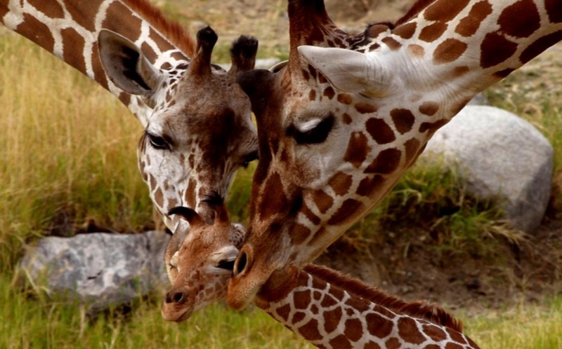Humans and Giraffes Have the Same Number of Neck Vertebrae
