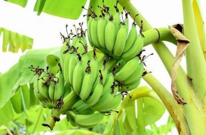 Humans Share About 50% of Their DNA With Bananas
