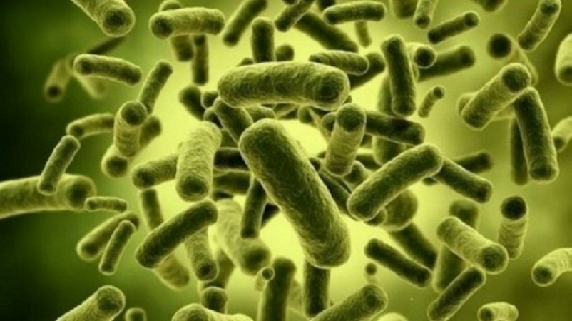 Probiotics May Help Slow Age-Related Cognitive Decline