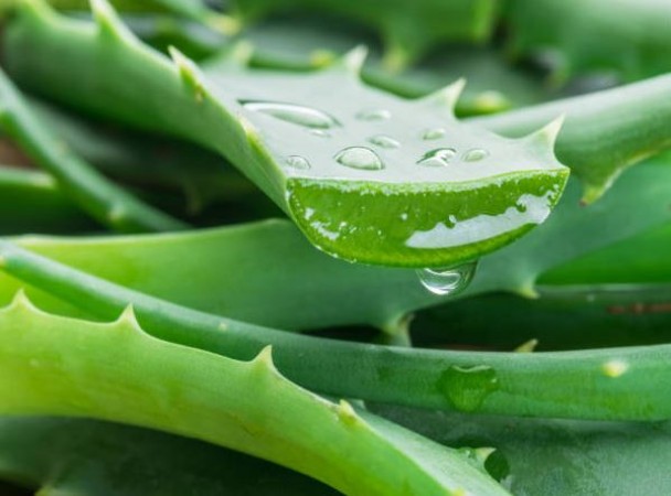 7 Incredible Health Benefits of Aloe Vera