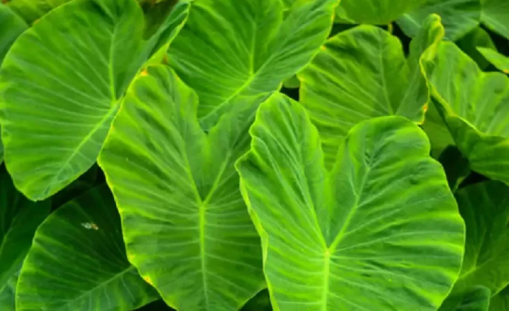 The Health Benefits of Arbi Leaves: Nature's Green Wonder