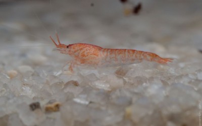 The Fascinating Secret: Shrimp and Their Hearts