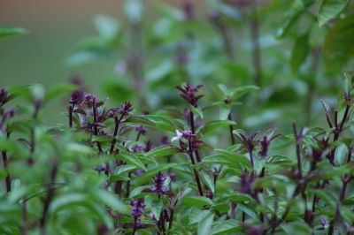 Basil leaves prevent infection in pregnant women