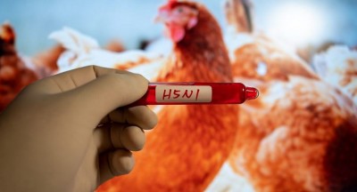 ​Bird Flu: What Happens if You Eat a Bird Infected with Avian Influenza?