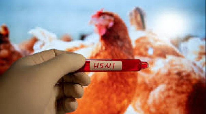 Bird Flu can become a dangerous epidemic! Be careful of these birds immediately