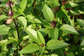 Basil Leaf is the solution of many diseases
