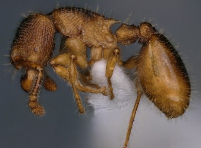 ATREE Researchers discovered Two New ant species in Mizoram